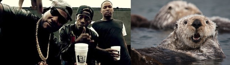 (1 of 5) California Sea Otter (Enhydra lutris) resting in a colony of a dozen sea otters and wrapped in kelp